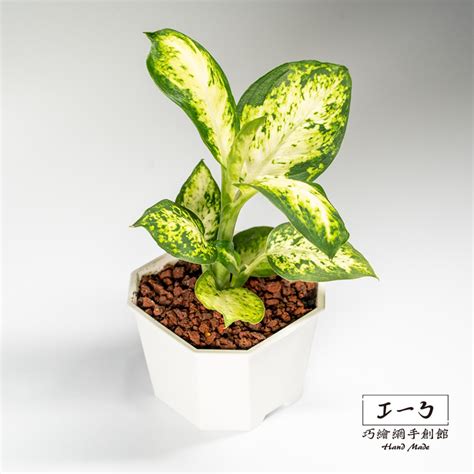 花葉萬年青|花葉萬年青 Dieffenbachia seguine｜家居植